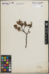 Foto von Salix hastata L.